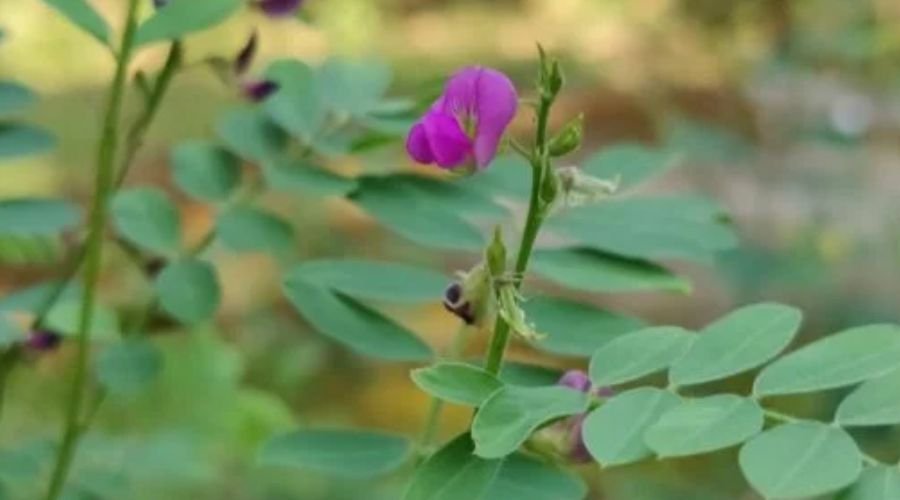 Sal Leaved Desmodium