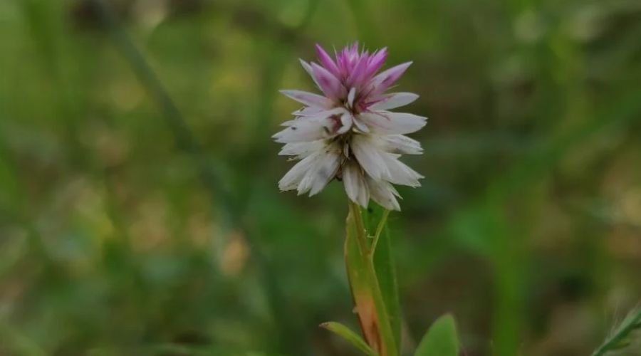 Silver Spiked Cockscomb