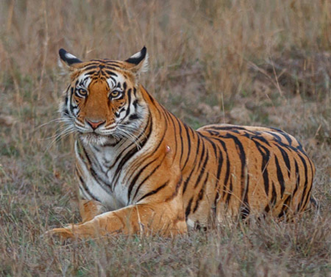 Kanha National Park – The Heart of India
