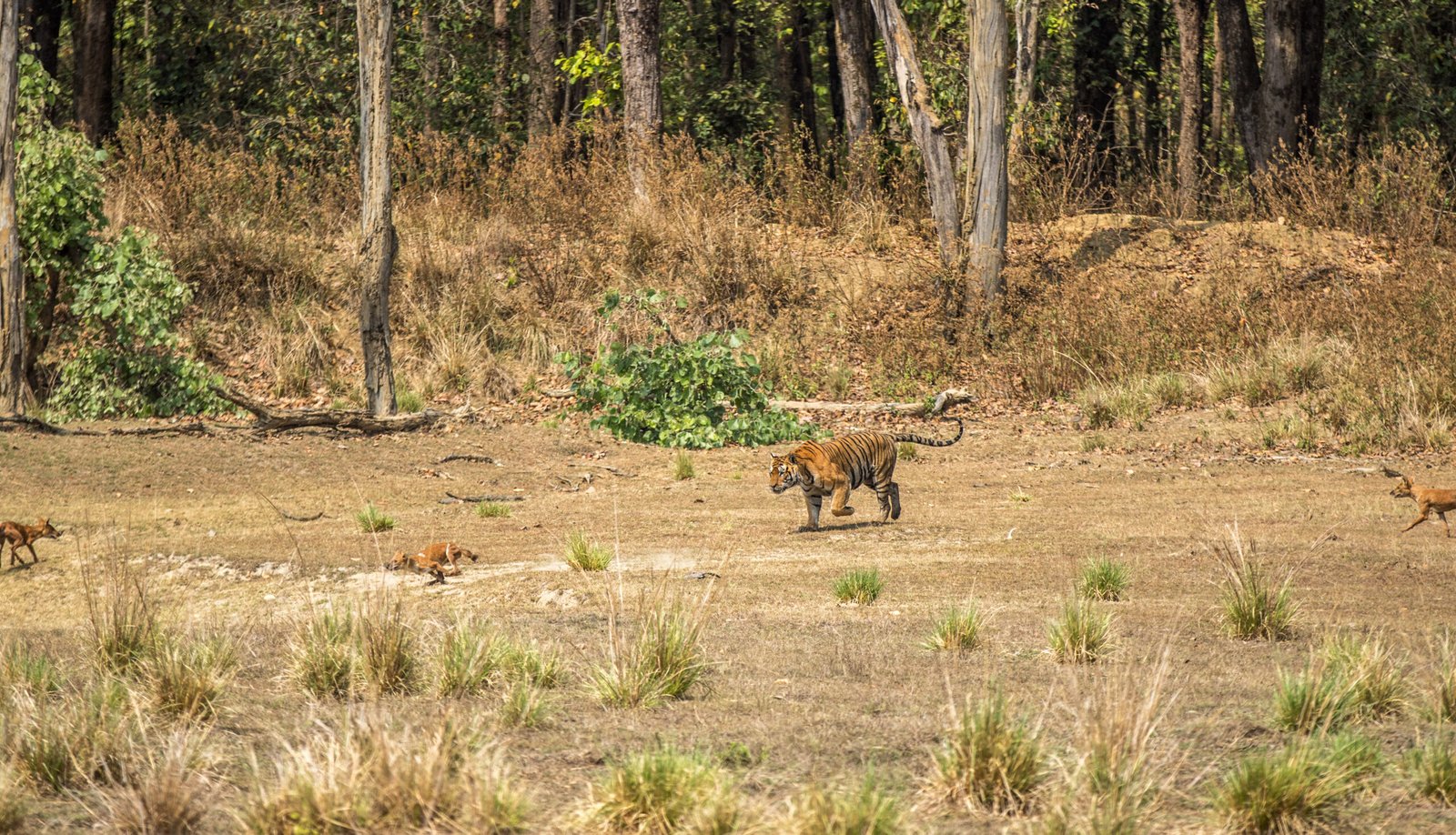 Battle Of The Apex Predators