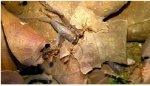 Killing Instincts of the Weaver Ants