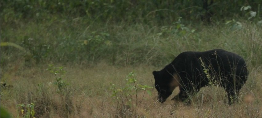 A Sudden Twilight Encounter