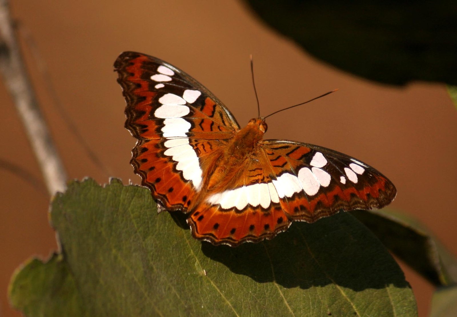 A caterpillar that mimics its own droppings!