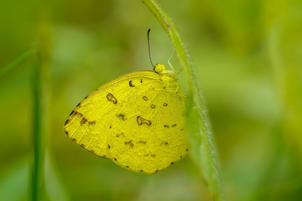 Butterflies, and their names