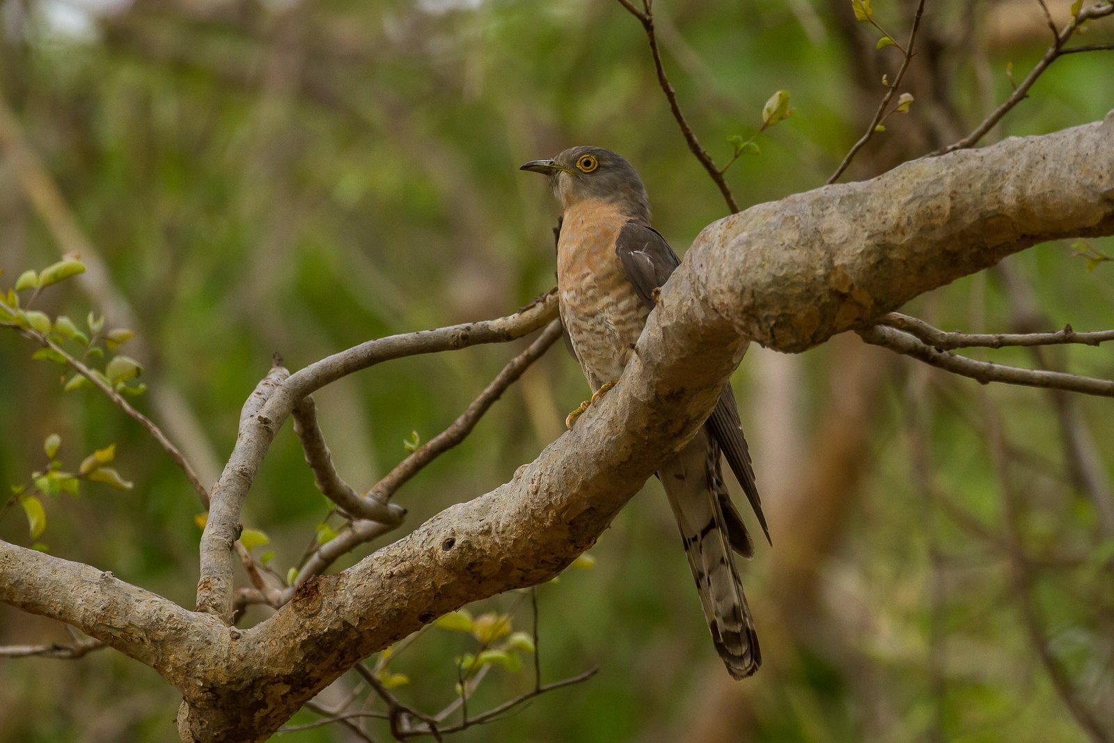 Birding with my ears
