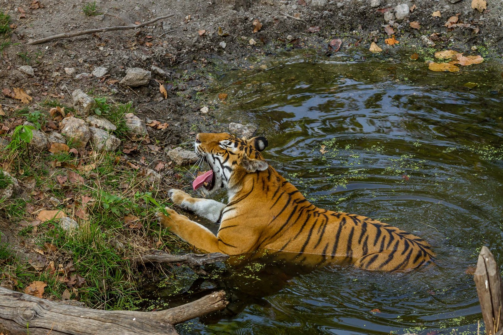 Tigers and Their Love for Water
