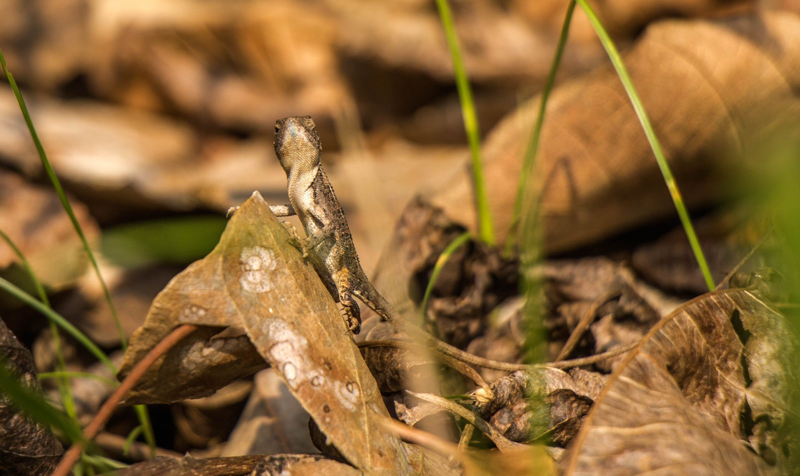 The unexpected lizard