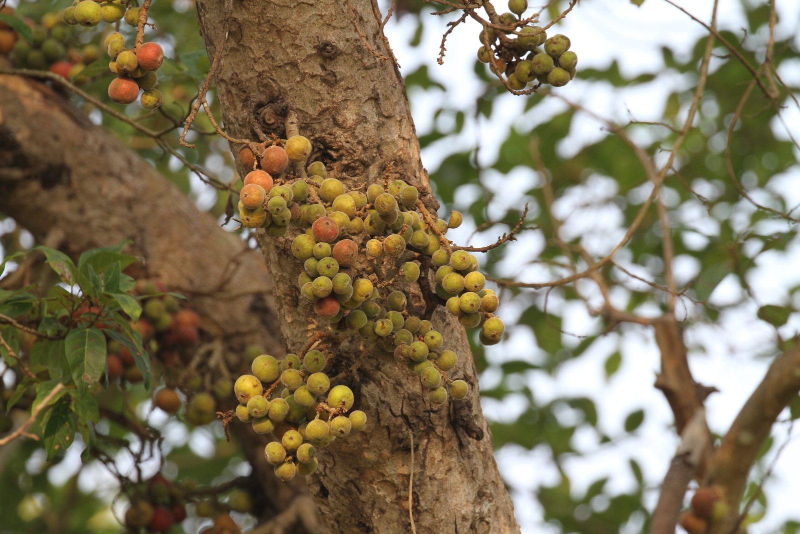 My Love for trees and plants!!