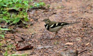 First Day in the Jungle