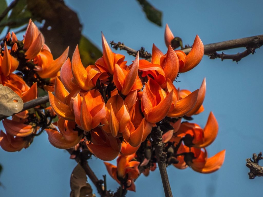 A colourful delight | Flowers enhancing the beauty at Kanha