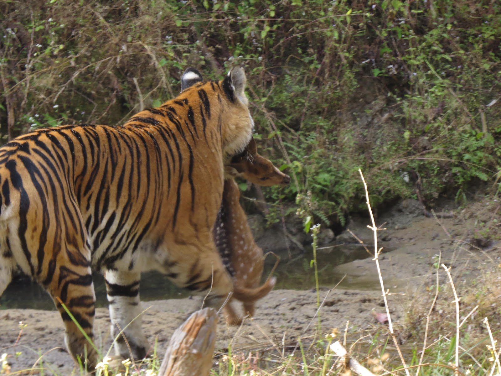 Breakfast after the Tiger
