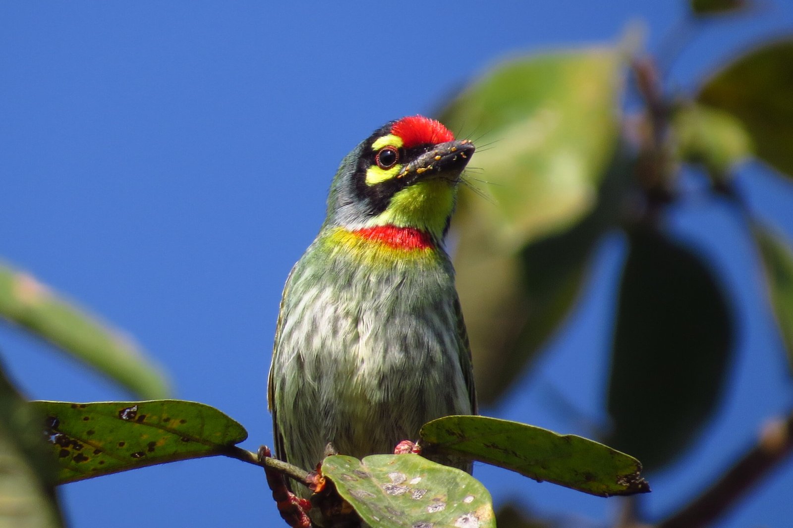Birding at Leopard Rock