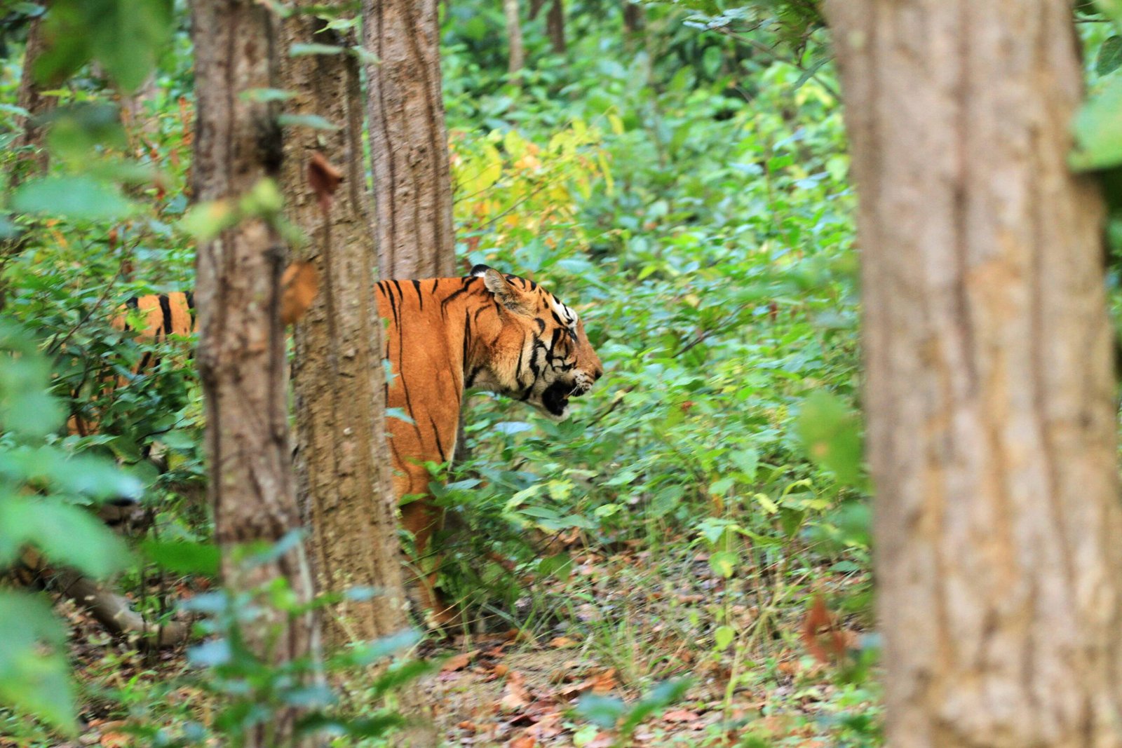 A streak of tigers and a rare kingfisher!
