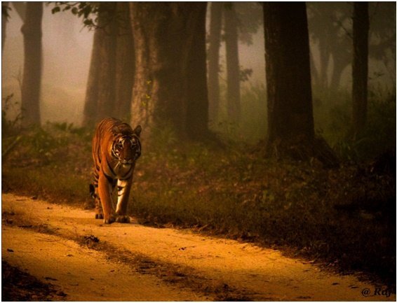 Tiger in the mist