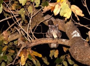 Nights at Singinawa Jungle Lodge- the story of the Gliding Squirrels