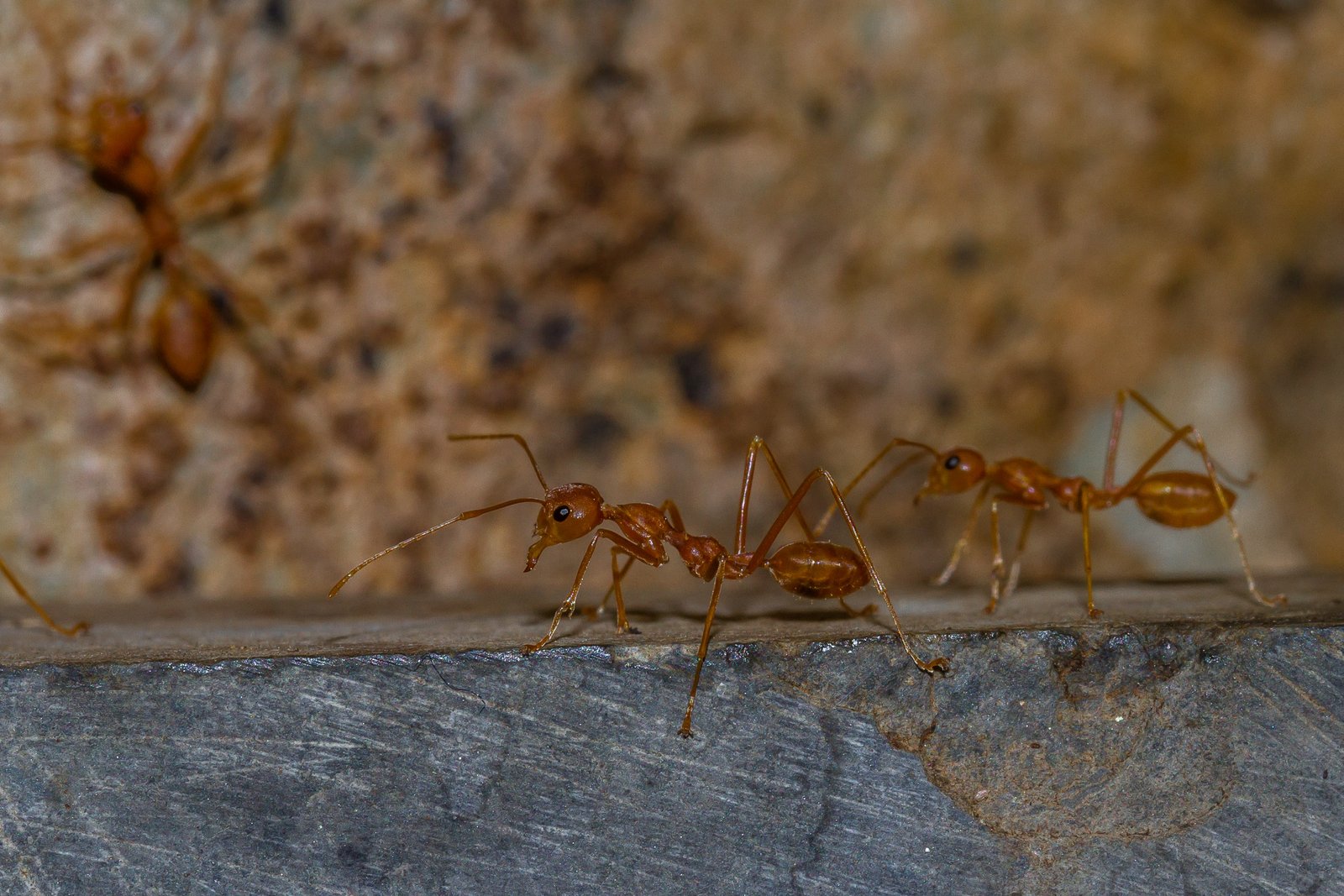 Weaver Ants, and not Weaver Ants