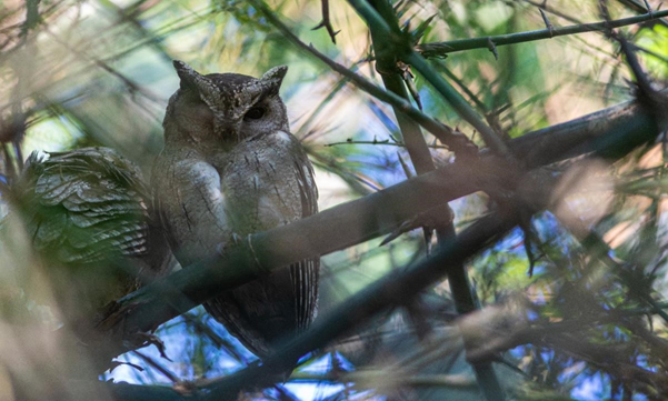 Encounter with the Indian Scops Owl