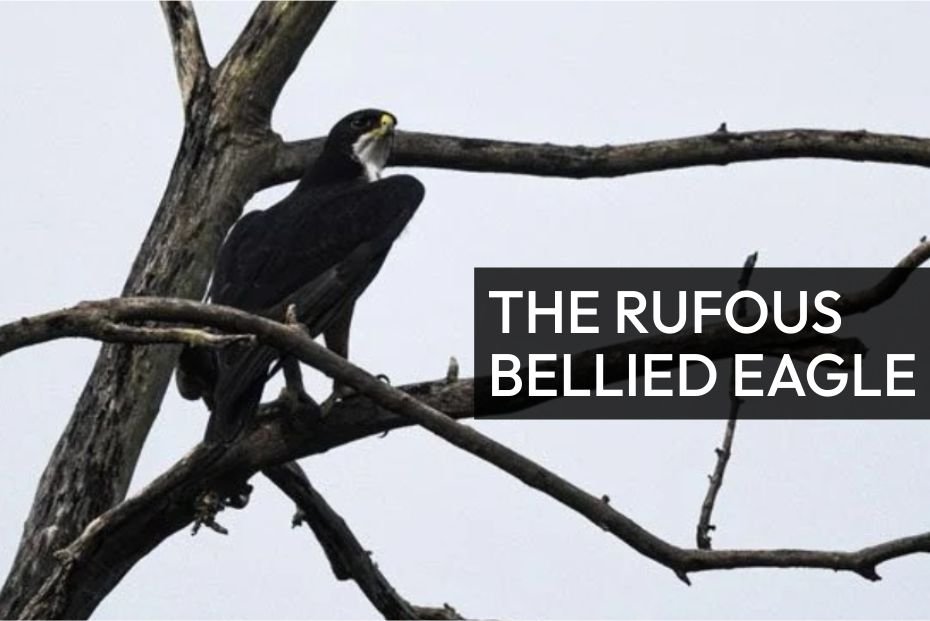 The Rufous Bellied Eagle