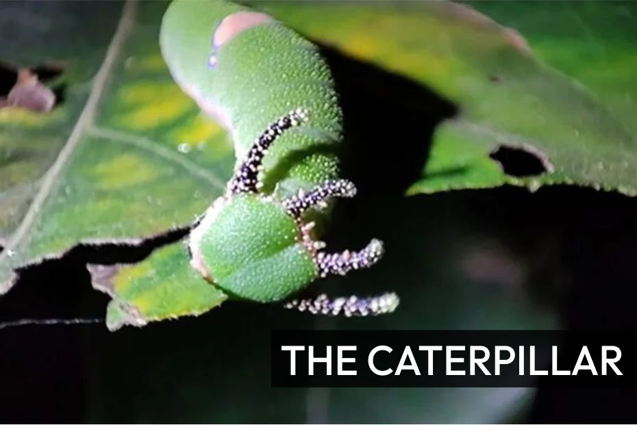 The Caterpillar