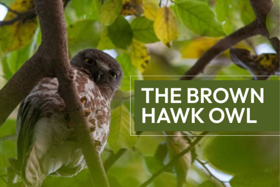 The Brown Hawk Owl