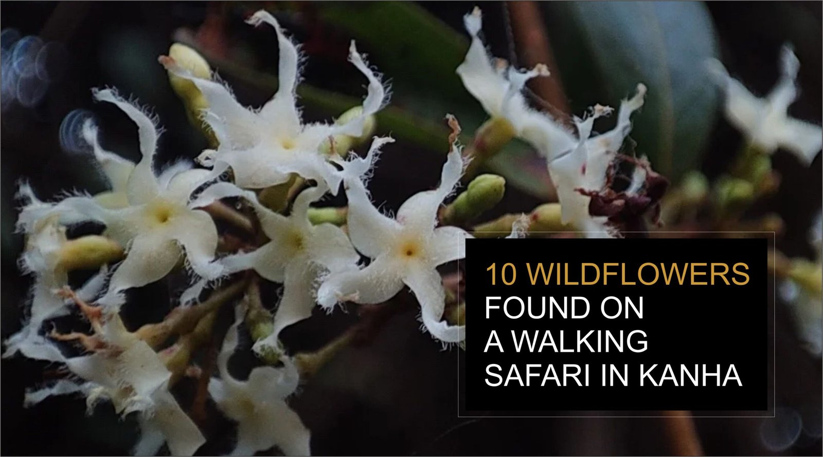 10 Wildflowers found on a walking safari in Kanha