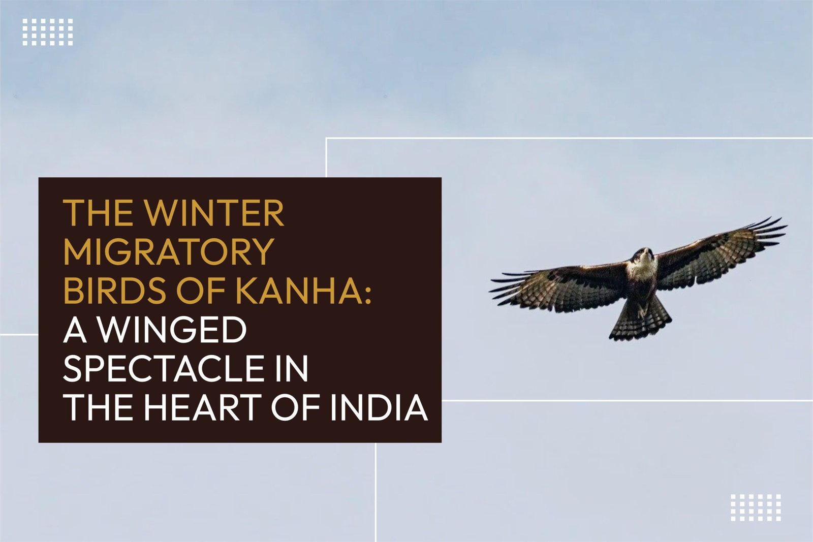The Winter Migratory Birds of Kanha: A Winged Spectacle in the Heart of India