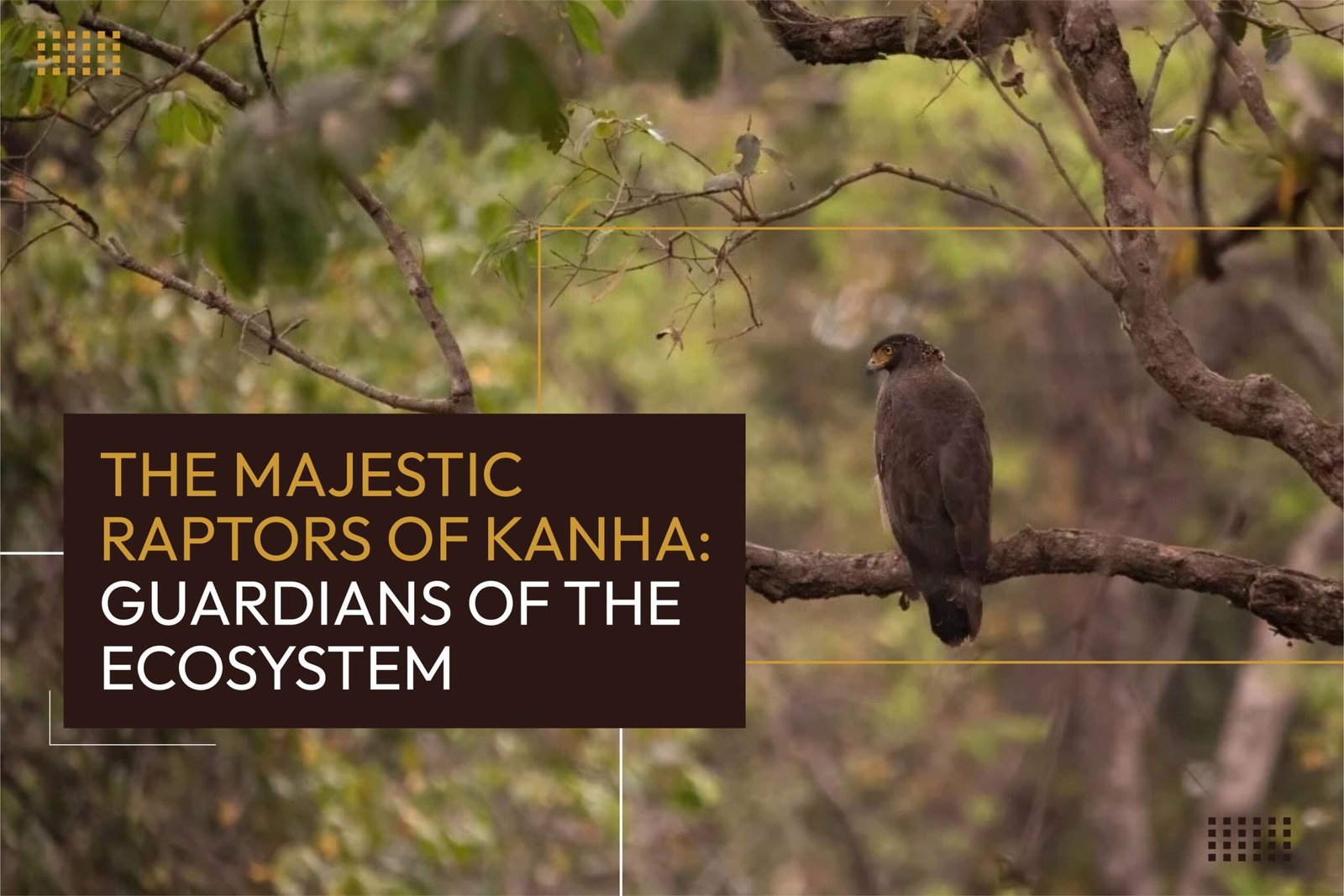 The Majestic Raptors of Kanha: Guardians of the Ecosystem