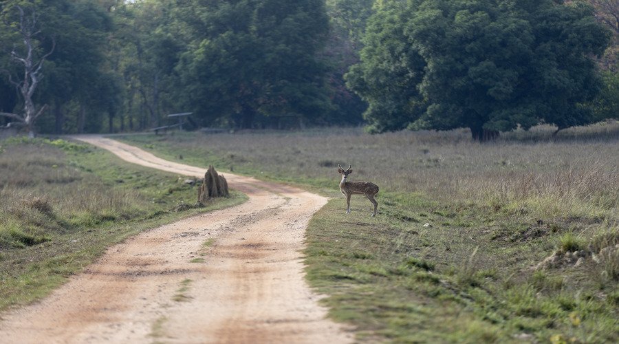 Outdoor-Dining-at-Singinawa-Jungle-Lodge