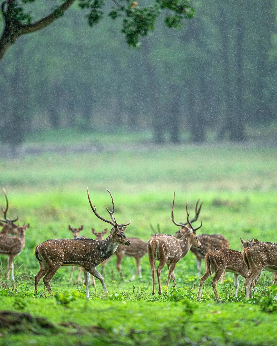 Herd-of-Spotted-Deer