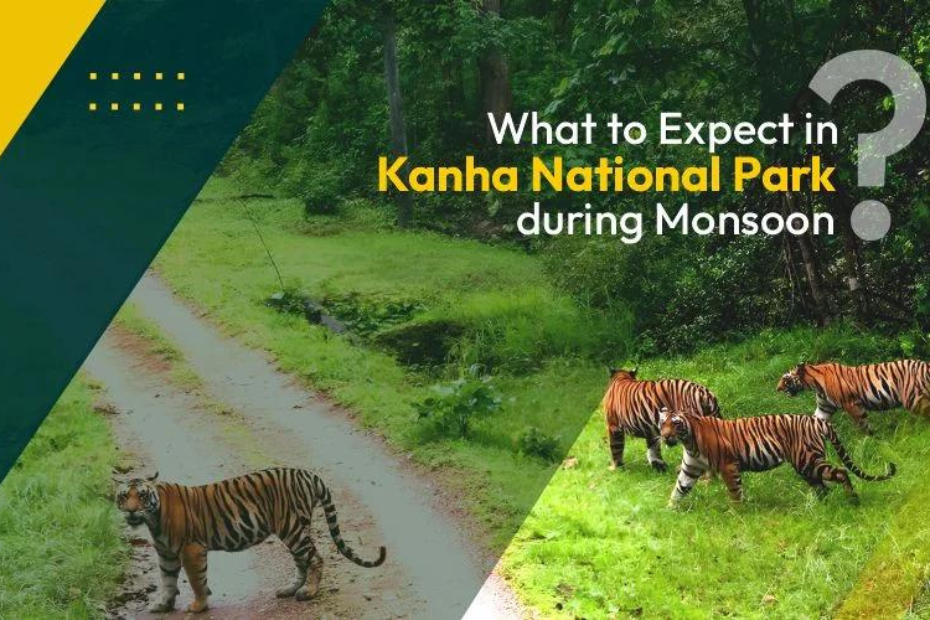 What to Expect in Kanha National Park during Monsoon?