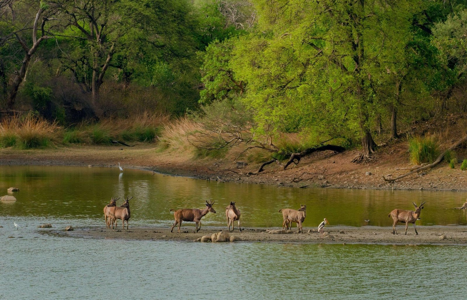 herd-of-chinnar-deer