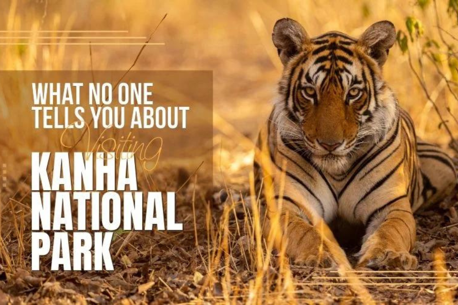 What No One Tells You about Visiting Kanha National Park