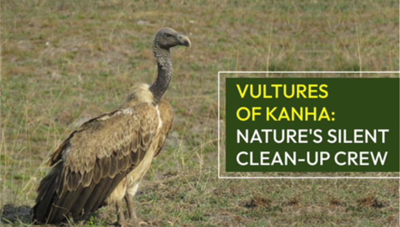 Vultures of Kanha: Nature’s Silent Clean-Up Crew