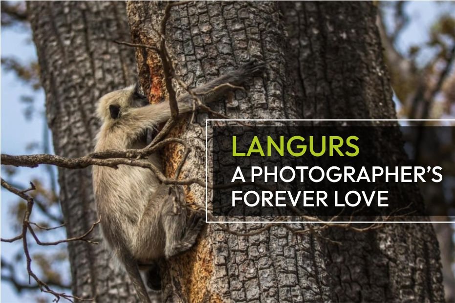 Langurs – a photographer’s forever love