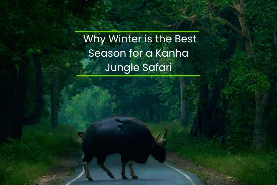 Why Winter is the Best Season for a Kanha Jungle Safari