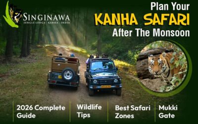 How to Plan Your Kanha Safari after the Monsoon (2026 Complete Guide)