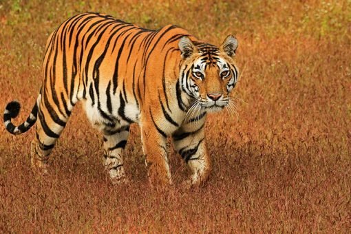 Kanha Tiger