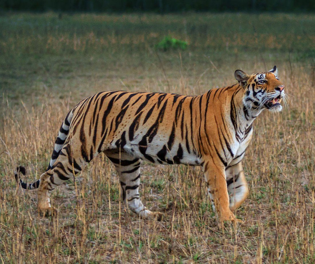 What is the best time to visit Kanha National Park? | Safari at Kanha