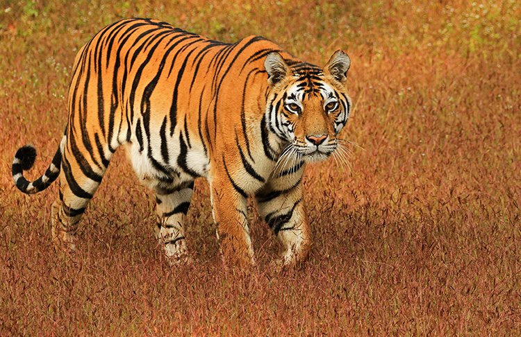 visit the kanha national park to witness the tiger sighting in the safari with singinawa Jungle lodge