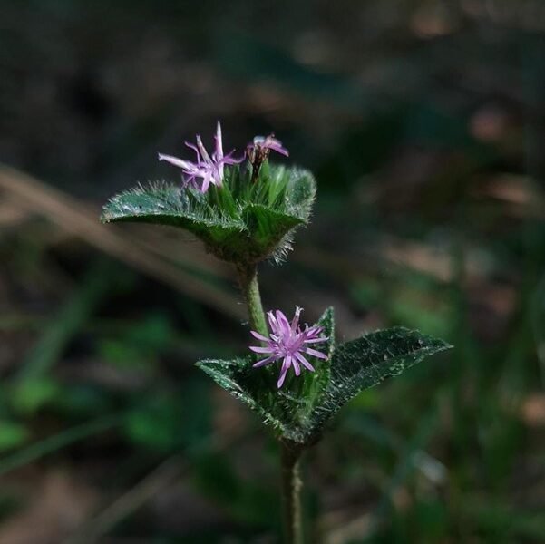 Wild flowers that you might find in a walking safari in kanha