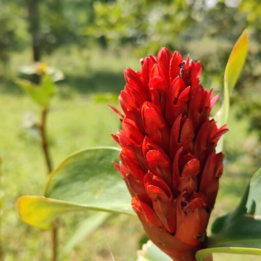 Explore some of the most rare wild flowers with Singinawa Safari