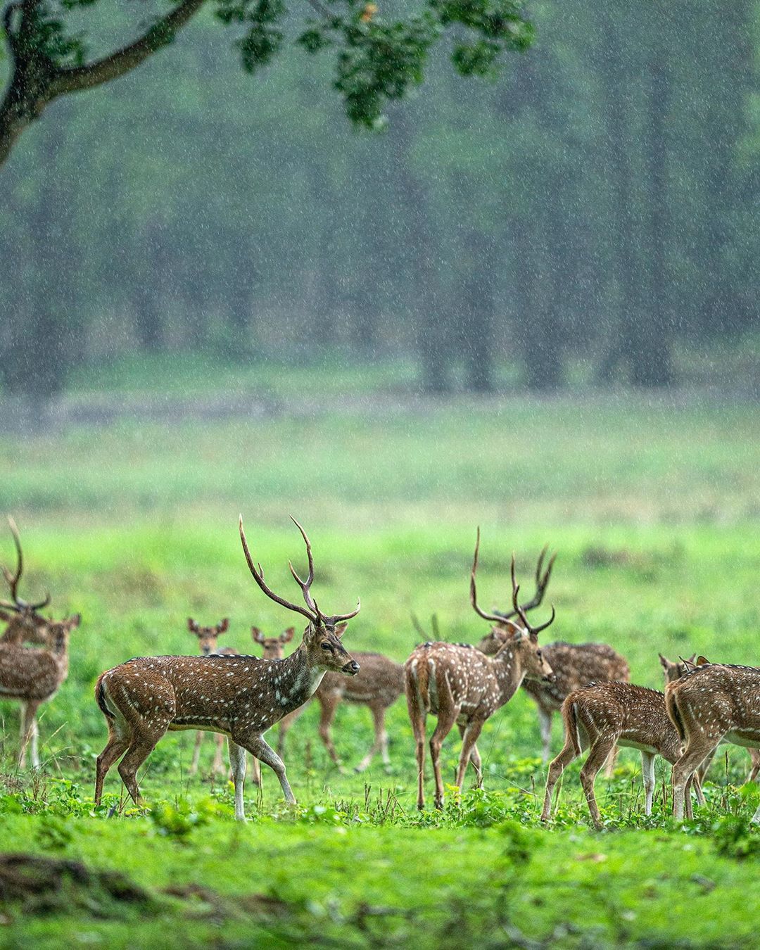Herd-of-Spotted-Deer