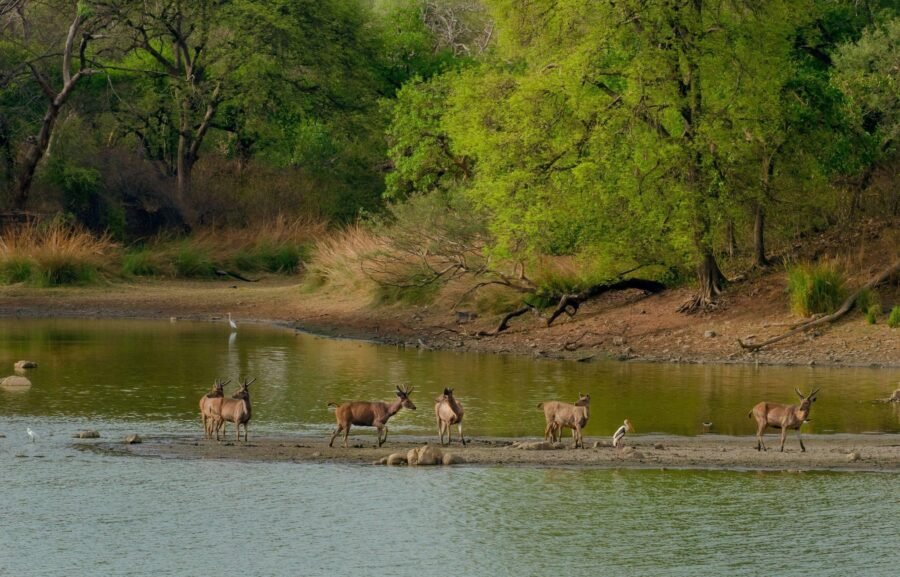 herd-of-chinnar-deer