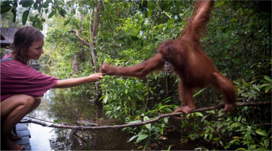 A tourist peacefully engaging with an Orangutan in its natural habitat