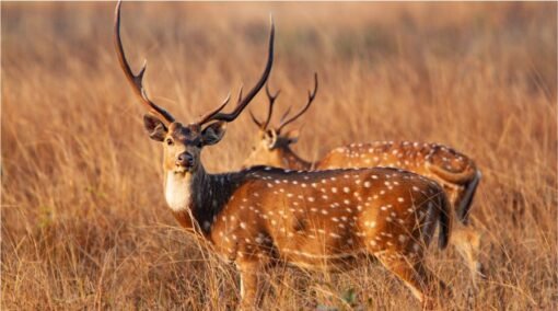 A full grown male Barasingha at Kanha Nahtional Park, MP, India