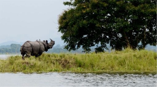 A single-horned Rhinocerose at the Kaziranga National Park, Assam, India