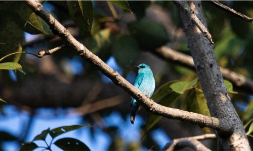 Singinawa_2 Verditer Flycatcher