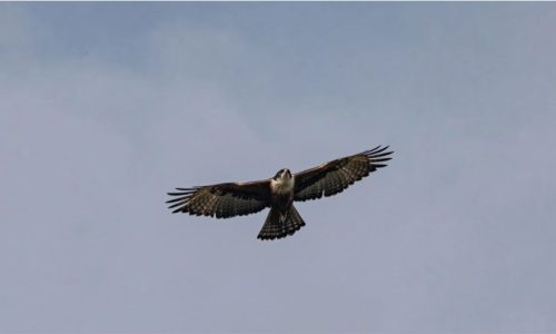 Singinawa_3 Singinawa_3