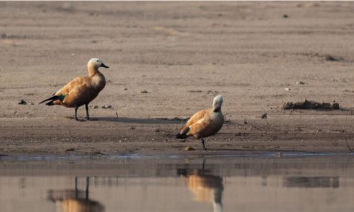 Singinawa_4 Singinawa_4