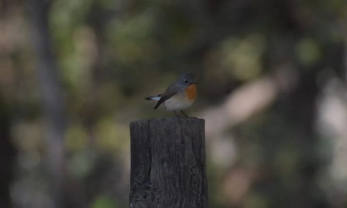 Singinawa_5 Singinawa_5